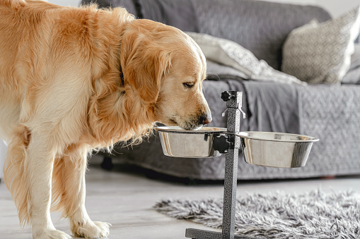 Adorable golden retriever dog eating food from bowl at home