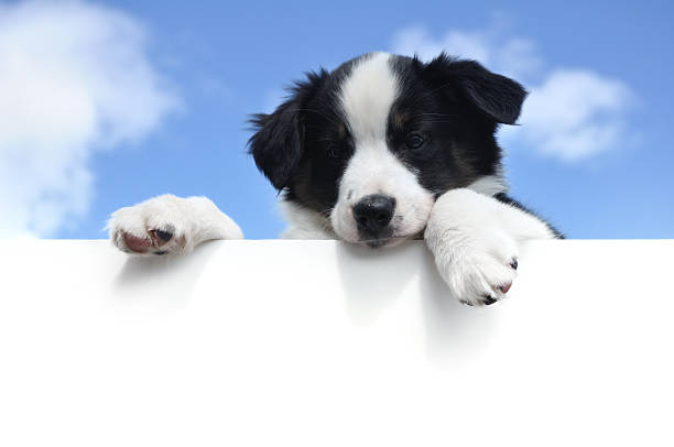 istock Australian shepherd puppy peeking over a blank sign 176963839