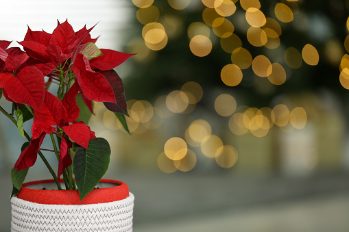 Potted poinsettia in decorated room, closeup and space for text. Christmas traditional flower