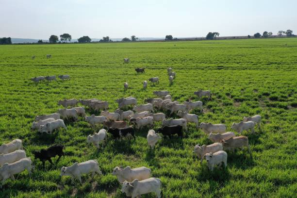 istock nelore beef cattle grazing intensive tropical grassland 1769643558