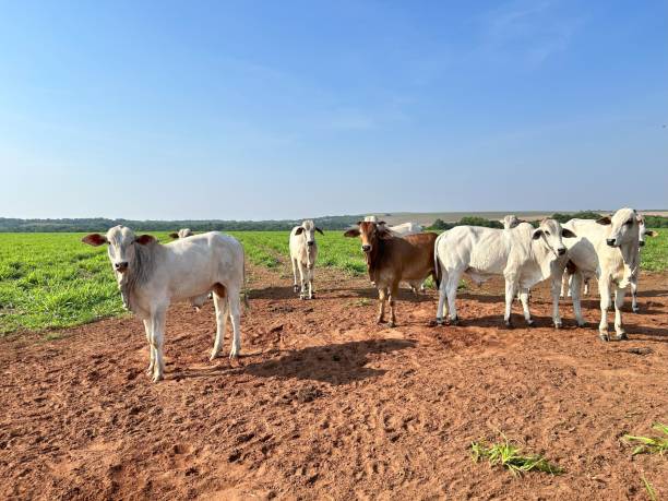 istock nelore beef cattle grazing intensive tropical grassland 1769643564