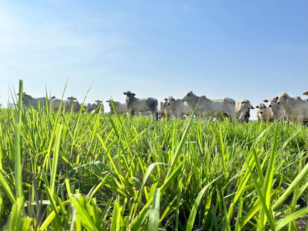 istock nelore beef cattle grazing intensive tropical grassland 1769644088