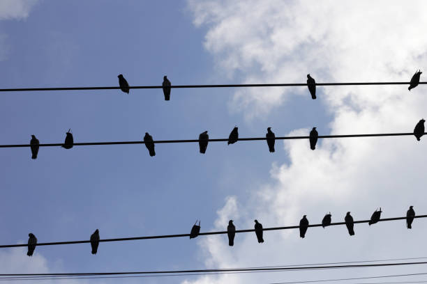 istock Silhouette birds on wire cable against blue sky 1769652099
