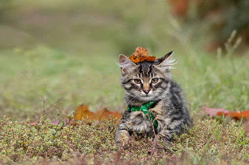 Cat in autumn leaves.Cute tabby kitten playing with dry leaves.Autumn portrait of a kitten.Pets in autumn season.
