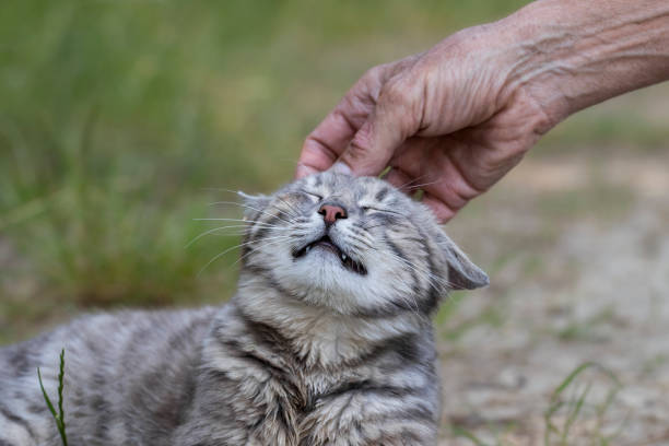 istock Man stroking cat head.How to pet a cat correctly. 1769653136