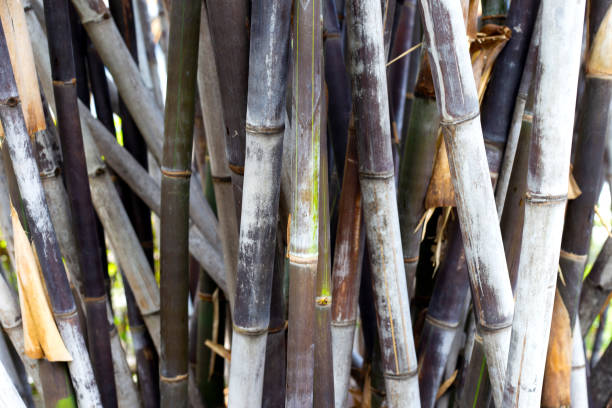 istock Fresh green bamboo tree in the garden 1769653142