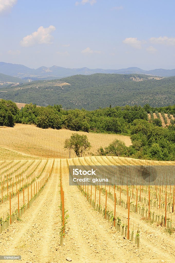 Junge Weinberge - Lizenzfrei Olivenbaum Stock-Foto