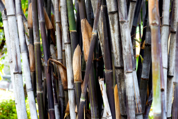 istock Fresh green bamboo tree in the garden 1769653656