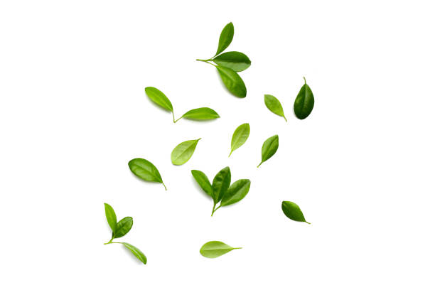 istock Fresh citrus green leaves on white background. 1769655667