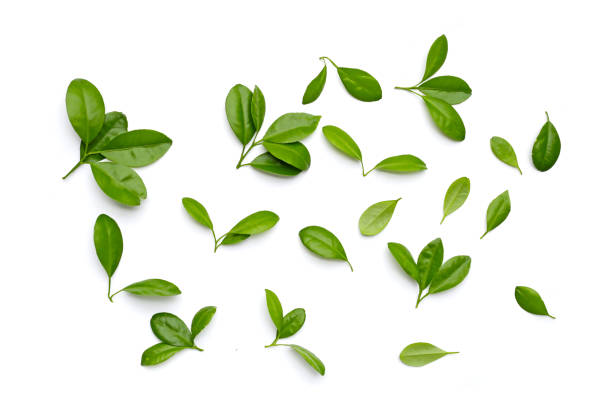 istock Fresh citrus green leaves on white background. 1769655724