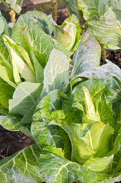 Pointed cabbage in a vegetable garden bed
