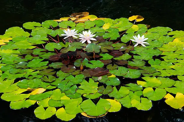 Shot of the white water lilies on the water