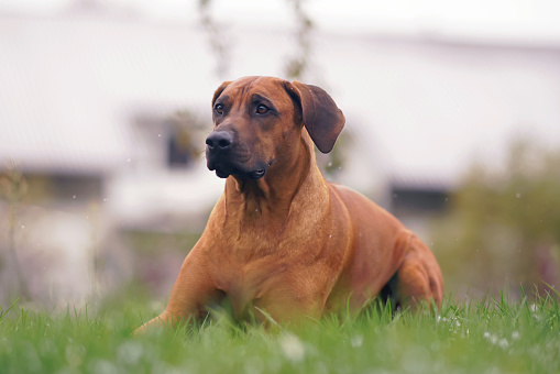 Adorable Rhodesian Ridgeback dog posing outdoors lying down on a green grass while snowing in autumn