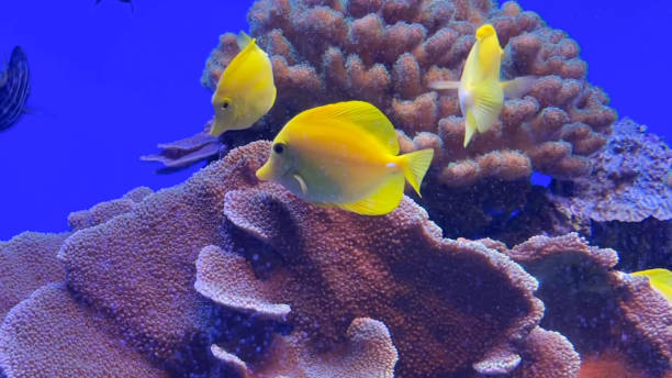 istock Yellow Tang fish and coral 1769660520