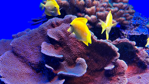 istock Yellow Tang fish and coral 1769660527