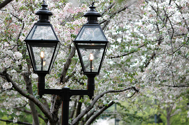 cherry blossoms & огни - macon стоковые фото и изображения