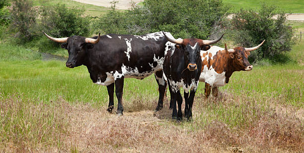 istock Texas longhorns on Montana ranch 176966255