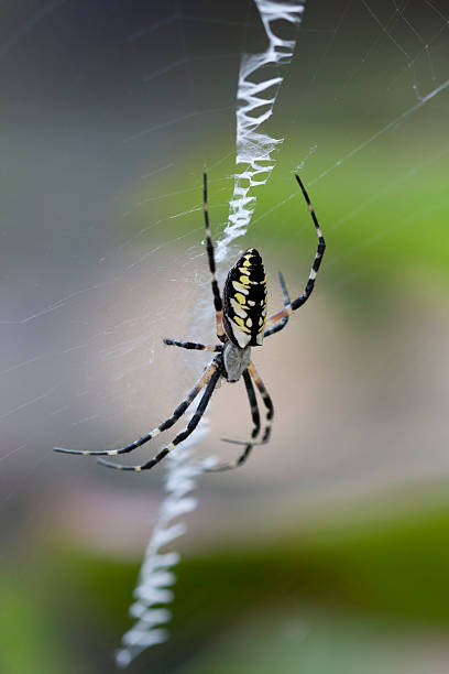 istock Black-and-Yellow Argiope Spider on Zig-Zag Web 176966353