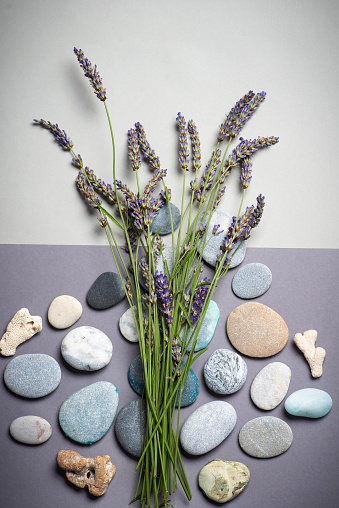 Bouquet of lavender flowers with colorful stones around on two shades of gray background