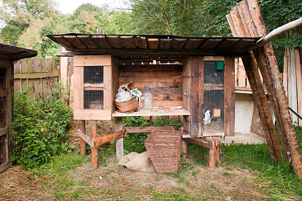 lapin dans la cabane à - tierhaltung photos et images de collection