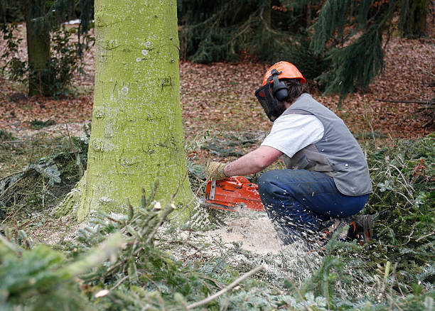 lumberman no trabalho - cutting tree moving down bark imagens e fotografias de stock