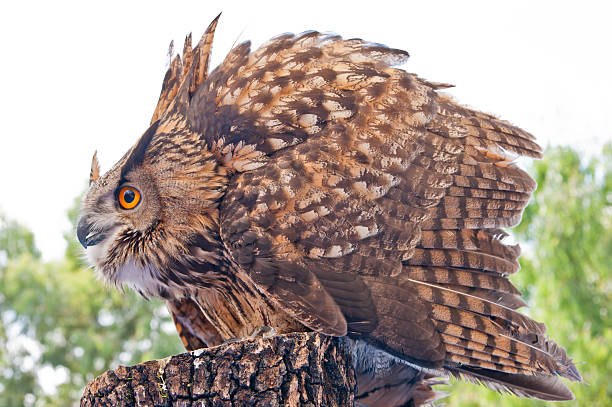Royal Iberian owl stock photo