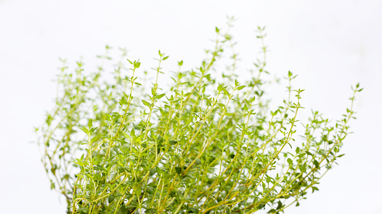 Ripe lemon on the tree