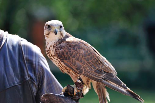 Falconer carrying a falcon on his arm.