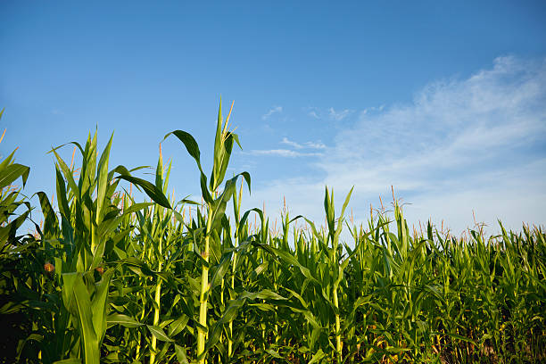 istock Mid-season corn against blue sky and clouds 176967199