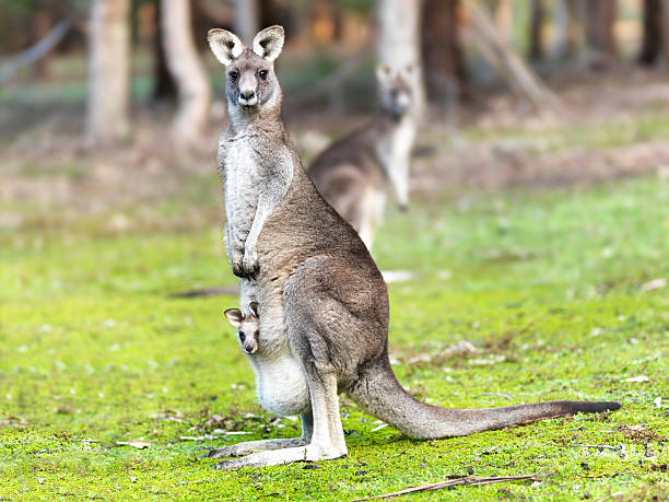 porträt der mutter känguru mit einem joey in tasche - kangaroo joey marsupial mammal stock-fotos und bilder