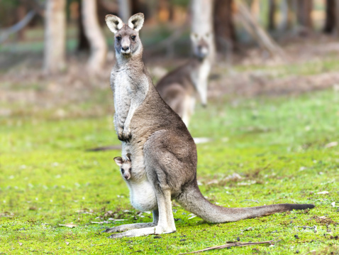 portrait of mother kangaroo with joey in pouch