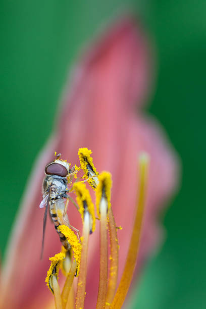 Hoverfly on stamen stock photo