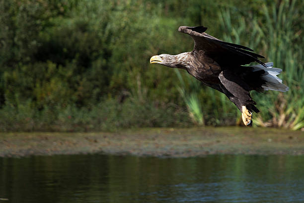 Stellars Sea Eagle stock photo