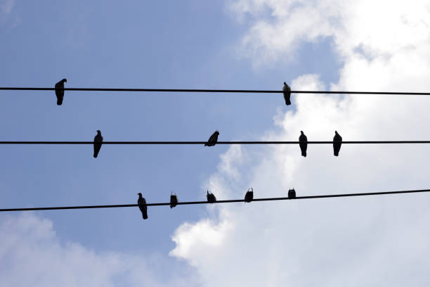 istock Silhouette birds on wire cable against blue sky 1769674505