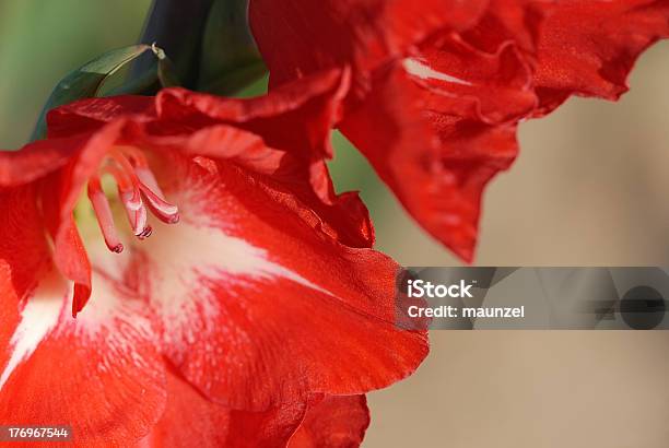 Gladiole Stockfoto und mehr Bilder von Blume - Blume, Blüte, Blütenblatt