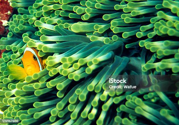 Anemonefish Stock Photo - Download Image Now - Anemone Flower, Anemonefish, Animal