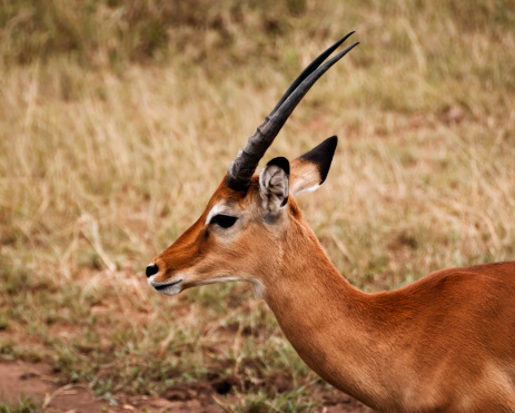 An impala (Aepyceros melampus) is a medium-sized African antelope. Lake Nakuru National Park, Kenya. Female.