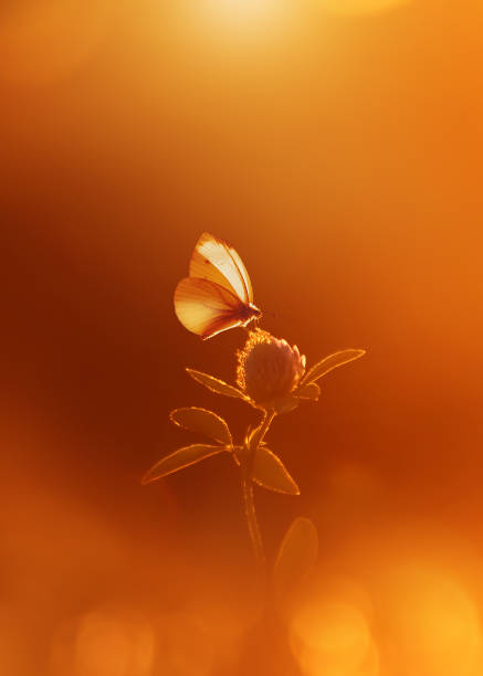 istock Delicate butterfly and clover flower in backlight. 1769720808