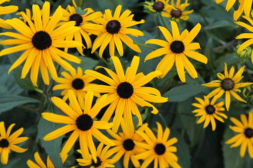top view at a group beautiful yellow rudbeckia flowers in the garden