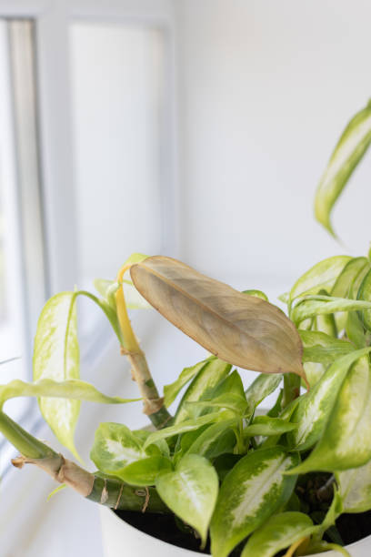 istock Dieffenbachia houseplant with brown damage leaf. 1769725627
