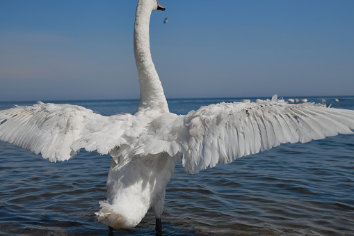The white swan by the sea spreads its wings apart like an airplane on takeoff