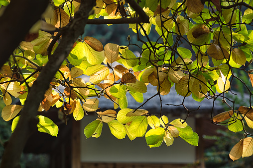 Ginkgo biloba known as Maidenhair tree with yellow foliage in autumn