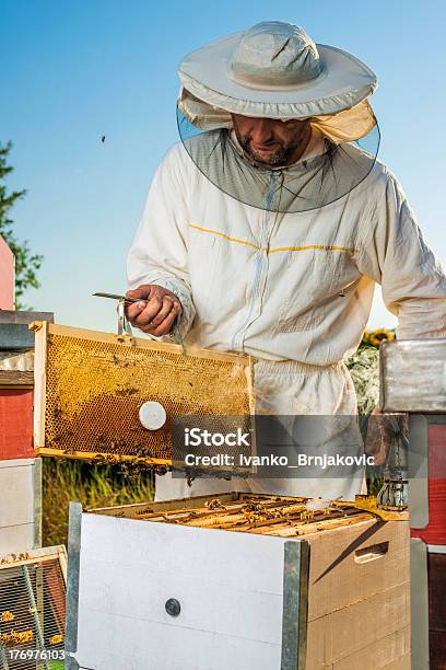 Photo libre de droit de Apiculteur banque d'images et plus d'images libres de droit de Abeille - Abeille, Abeille domestique, Adulte