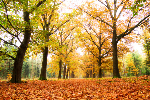 Beautiful autumn forest in national park 'De hoge Veluwe' in the Netherlands. HDR