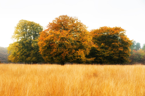 Autumn trees on the edge of the forest in national park 'De hoge Veluwe' in the Netherlands