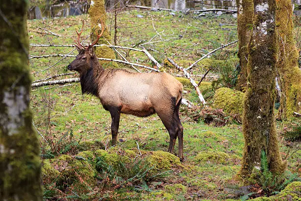 Photo of Buck Elk