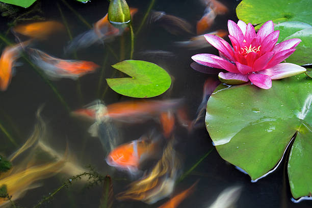 istock Koi Fish Swimming in Pond with Water Lily 176977276