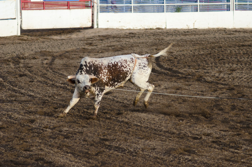 An obstinate steer pulls against the cowboy that roped him, refusing to give in at the rodeo.