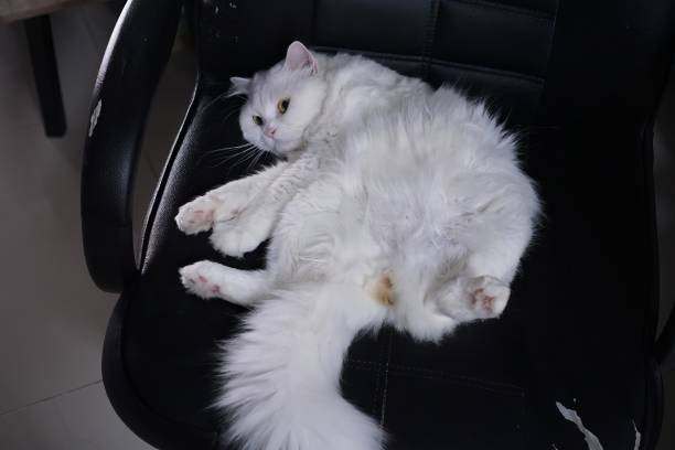 istock a fluffy white cat laying on a black office chair. 1769775213