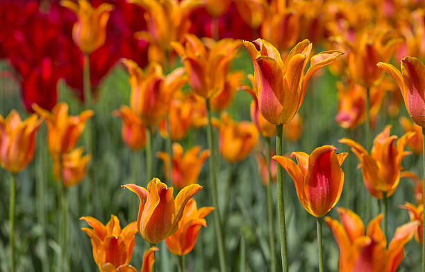 istock bright red and orange tulips in green grass 176977929